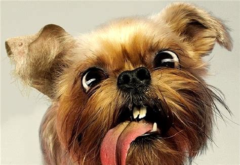 24 Dogs Making The Most Hilarious Faces Life With Dogs