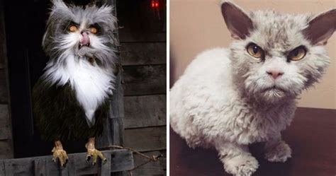 16 Scary Looking Cats That Will Definitely Murder You In