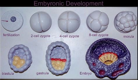 E D Labeled Model Practical Human Embryo Anatomy Models D