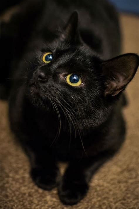 Bombay Cat Breed Information Pictures Characteristics