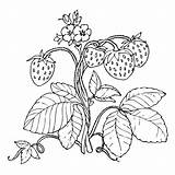 Strawberry Coloring Plant Drawing Strawberries Printable Getcolorings Getdrawings sketch template