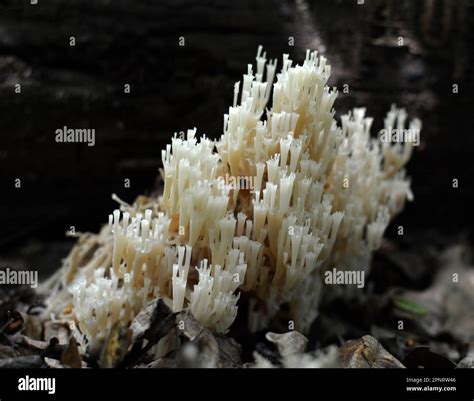 Conditionally Edible Coral Fungus Artomyces Pyxidatus Grows In The Wild