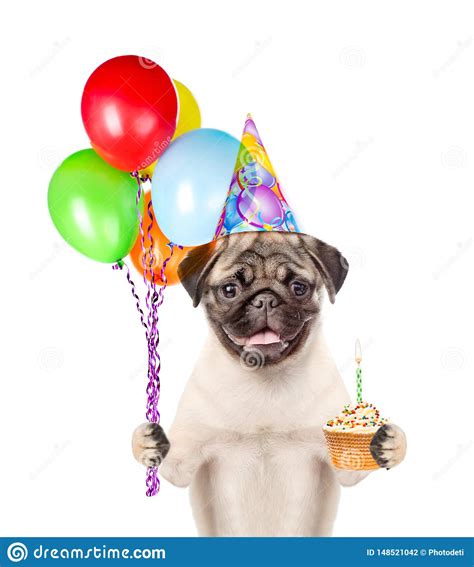 Dog In Birthday Hat Holding Balloons And Cake Isolated On White