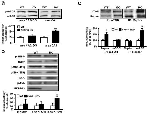 Mtor Phosphorylation S6k Phosphorylation And Raptormtor Interactions