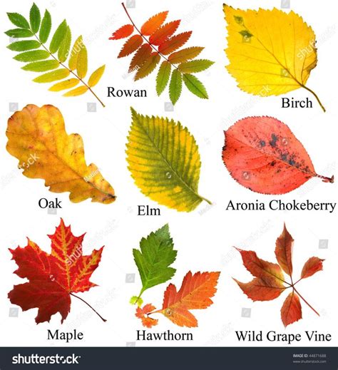 Different Types Of Autumn Leaves On A White Background With The Names
