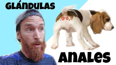 GLÁNDULAS ANALES perros 4 SÍNTOMAS YouTube