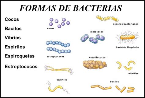 Morfologia De Las Bacterias