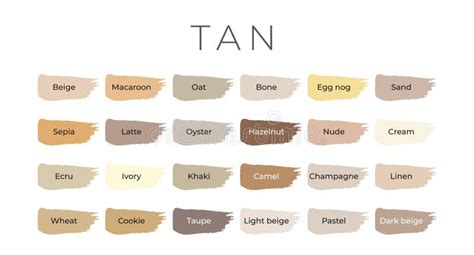 Tan Paint Color Swatches With Shade Names On Brush Strokes Stock Vector