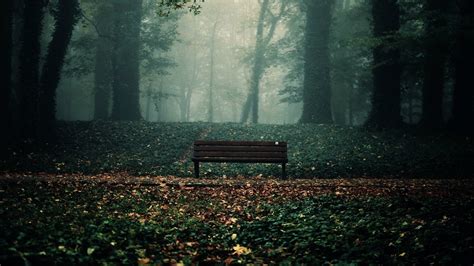 Bench No People Beauty In Nature Trunk Day 1080p Solice Outdoors