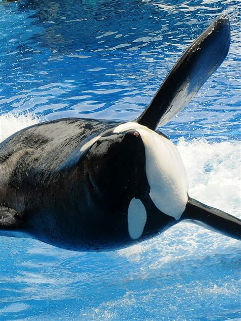 Tilikum The Orca From Blackfish Who Killed Three People Dies Inverse