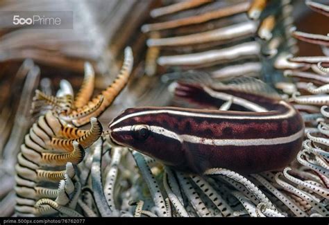 Feather Star And Visitors By Thomas Bannenberg 500px Prime Feather