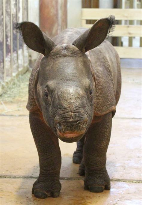 First Indian Rhino Baby Born In Poland At Warsaw Zoo Zooborns