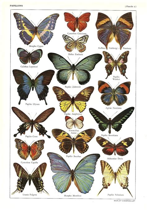 Vintage Butterflies Illustration Antique French Dictionary Print