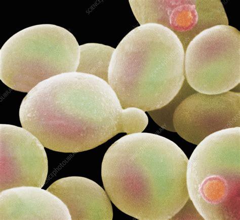 Yeast Cells With One Budding Stock Image C0058781 Science Photo