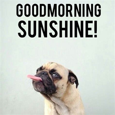 Its Always A Good Morning With A Pug Funny Good Morning Memes Good