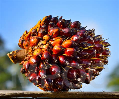 Palm oil is the most consumed oil in the world. Malaysian Palm oil Manufacturer in Chennai Tamil Nadu ...
