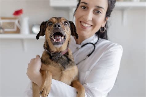 Veterinary Services | Murfreesboro, TN | CreekWood Veterinary Hospital