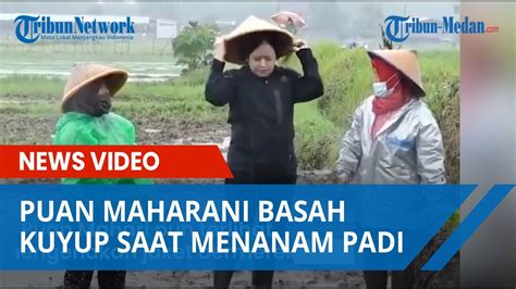 Puan Maharani Rela Basah Kuyup Di Tengah Hujan Deras Saat Menanam Padi