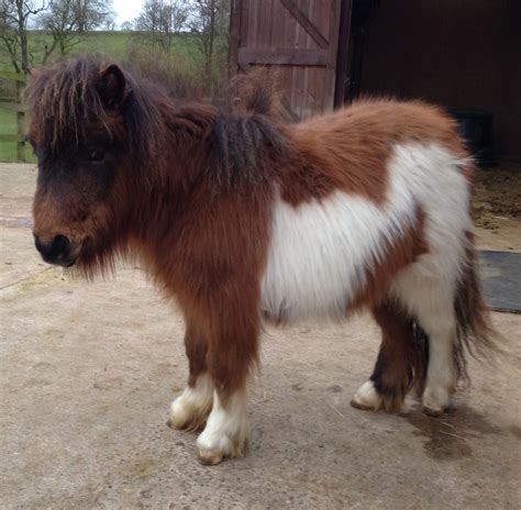 Shetland Pony Breed Information History Videos Baby Pictures