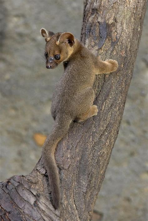 17 Best Images About Meerkats Mongoose Fossa K C Usimanse On