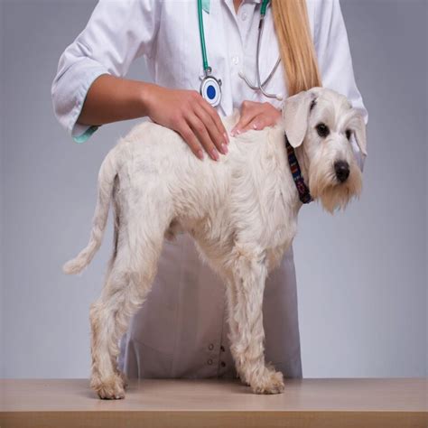 The Perfect Guide To Lipoma Removal In Dog Petazon