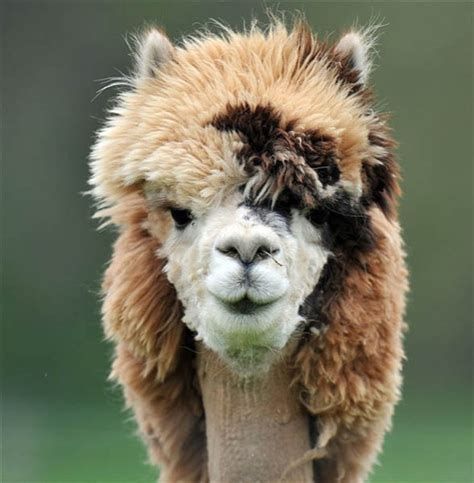 The 22 Most Hilarious Alpaca Hairstyles Ever They Probably Are More