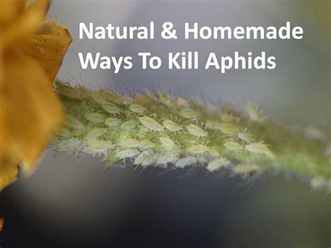 Natural And Homemade Ways To Kill Aphids — Kitchen Home Gardener