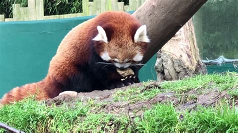 Red Panda Dublin Zoo Youtube