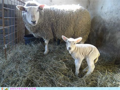 Reader Squee Squeeness Of The Lambs Daily Squee Cute Animals
