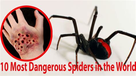 The Top 10 Most Dangerous Spiders In The World Youtube