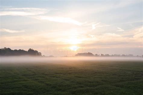 Trees On A Meadow In Morning Mist Stock Photo Image Of