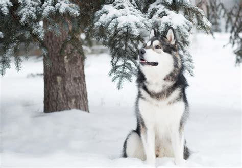 9 Cold Weather Dog Breeds That Love Snow With Pictures And Facts Dogster