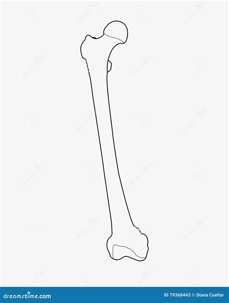 Femur Bone Structure Cartoon Vector 110334241
