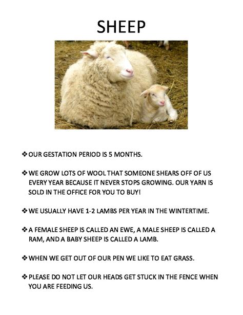 Sheep Fun Fact The Inn At East Hill Farm