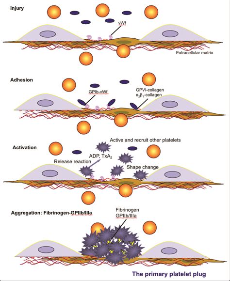 Primary Hemostasis