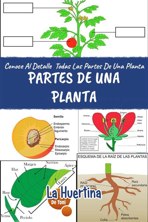 Partes De Las Plantas Cuáles Son Las Partes De Una Planta La