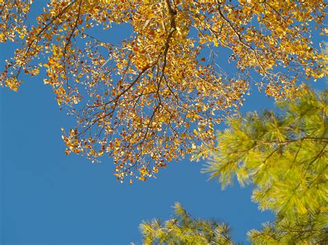 Autumn Leaves And Blue Sky Autumn Leaves Blue Sky Sky