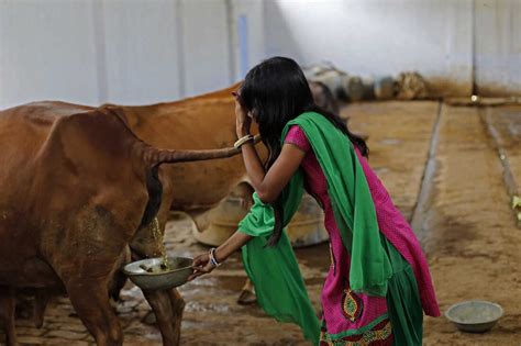 Cow Dung Soap Is Cleaning Up In India — But Are There Any Scientific