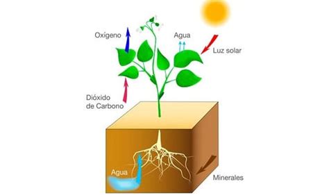 Pengertian Proses Reaksi Fotosintesis Pada Tumbuhan RadenWinata Com