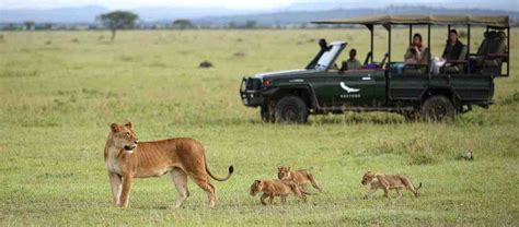 3 Days Serengeti National Park Safari Tanzania Wildlife Safari