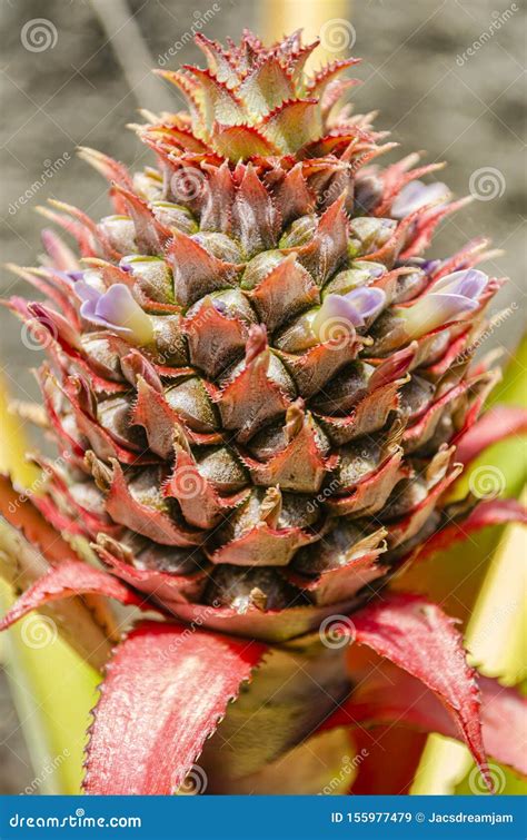 Blooming Pineapple Plant Stock Image Image Of Bromeliaceae 155977479