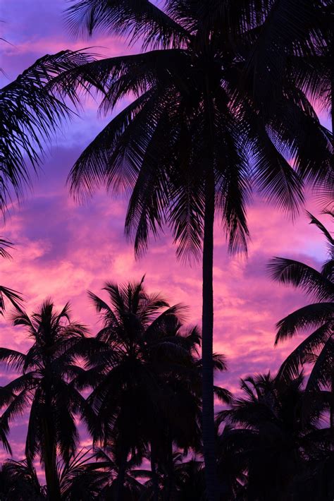 Purple Palm Tree Silhouette Landscape Wallpaper Tree Wallpaper