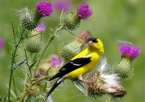 Songbirds Sex Hormone Surges At Sight Of Flowers Wired