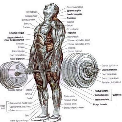 Discover the muscle anatomy of every muscle group in the human body. Muscles diagram | Deadlift, Muscle hypertrophy