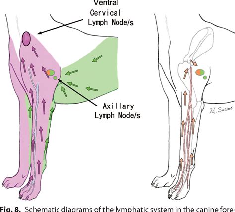 Mapping Of Lymphosomes In The Canine Forelimb Comparative Anatomy