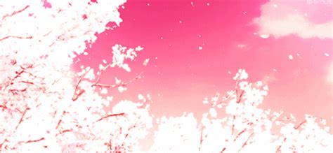 Cherry Blossoms Snapshot  Wiffle