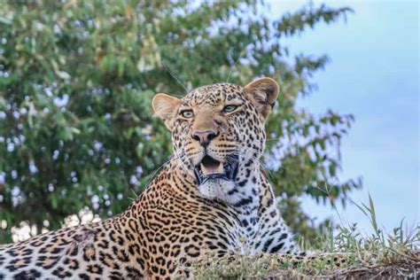 Africas Big Five Animals To Spot On Safari The World Pursuit