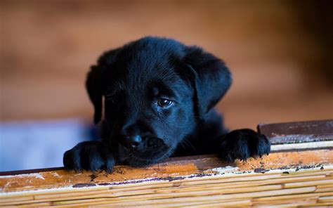 Cute Black Wallpaper Dog