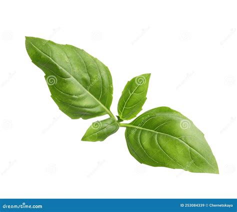 Aromatic Green Basil Sprig Isolated Fresh Herb Stock Image Image Of