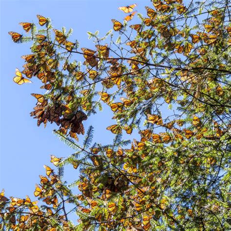 80 Monarch Migration Map Stock Photos Pictures And Royalty Free Images